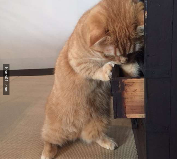 "Kỳ lạ, rõ ràng túi cá mình giấu ở đây" "Kỳ lạ, rõ ràng túi cá mình giấu ở đây"