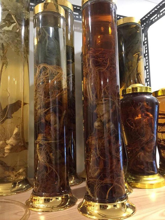 Hàng chục năm nghiên cứu, sưu tầm, anh Dương đúc kết ra: sâm Việt Nam có vài chục loại, chất lượng chẳng thua kém bất cứ một loại sâm nào trên thế giới. Tuy nhiên, cũng theo anh Dương, một phần người Việt chưa hiểu hết tác dụng cũng như chưa chú trọng việc bảo tồn, nên việc “chảy máu sâm” đã diễn ra hàng trăm năm qua.