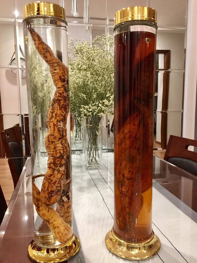 Nói về trị giá của một củ sâm Ngọc Linh, anh Dương cho biết, có khi đến cả tỷ bạc. Tuy nhiên, với giới am tường về sâm thì không đến mức ấy, chỉ đôi ba trăm triệu là nhiều.