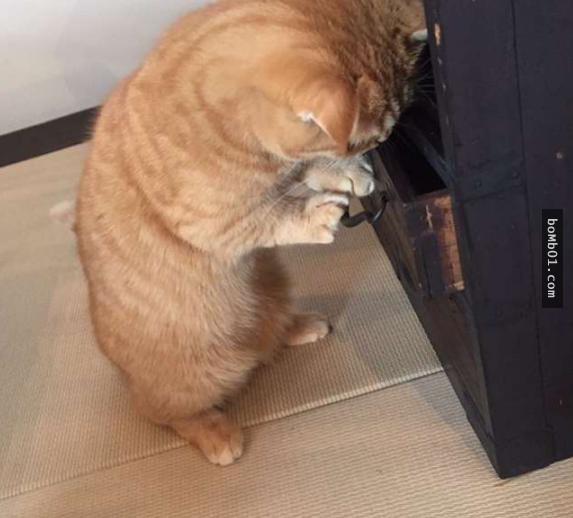 Không ngờ một ngày đi làm về, anh thấy chú mèo cưng của mình đang thò tay lục tìm túi cá.