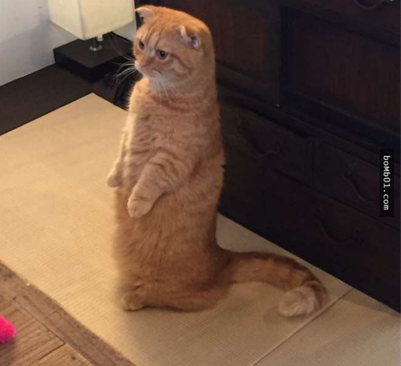 Trông tội nghiệp ghê gớm, không biết sau vụ này anh chủ có mua lại cho chú mèo cưng của mình không... Trông tội nghiệp ghê gớm, không biết sau vụ này anh chủ có mua lại cho chú mèo cưng của mình không...