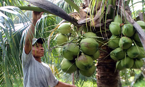 Anh Phạm Văn Thảo luôn chuyên cần chăm sóc dừa. Ảnh: H. Đức