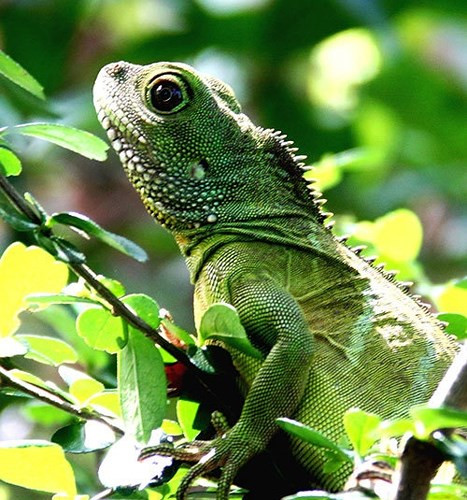 Kỳ tôm có hình thù lạ mắt với bộ da nhiều màu sặc sỡ. (Ảnh: Tuổi trẻ)