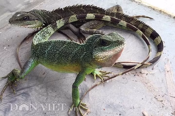 "Mấy năm trước kỳ tôm còn khá nhiều, theo đó không ít đêm số kỳ tôm bắt về bán chia được cả triệu đồng/người. Tuy nhiên, gần đây do bị săn nhiều nên số lượng giảm nhiều. Vì vậy có đêm đi mỏi cả chân cả nhóm chỉ bắt được hơn 1kg", anh Bình, một người chuyên săn kỳ tôm chia sẻ. (Ảnh: Dân Việt)