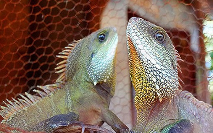 Kỳ tôm (tên khoa học là Physignathus Cocincinus) là động vật hoang dã sống ở đồi núi, trên cây gần sông suối ao hồ. Không như một số động vật khác, kỳ tôm có đặc tính cứ vào buổi chiều, khi mặt trời lặn là leo lên đậu ở các cành cây gần mặt nước, đến sáng xuống nước tắm rồi lên phơi nắng. (Ảnh: Soha)