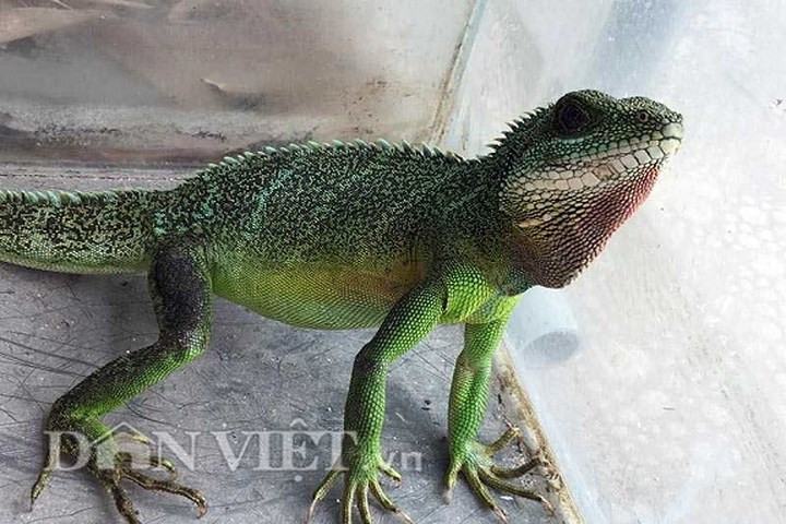 Kỳ tôm có nhiều màu sắc trên da và gai trên lưng. (Ảnh: Dân Việt)