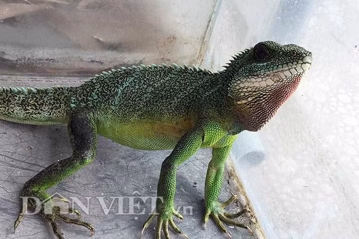 Kỳ tôm có nhiều màu sắc trên da và gai trên lưng. (Ảnh: Dân Việt)