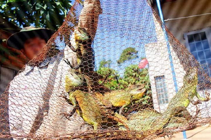 Hiện giá rồng đất các “đầu nậu” trên thu mua từ 250.000 - 300.000 đồng/kg với con có trọng lượng từ 300 gram trở lên. Những con to hơn có giá từ 350.000 - 400.000 đồng/kg. (Ảnh: Soha)