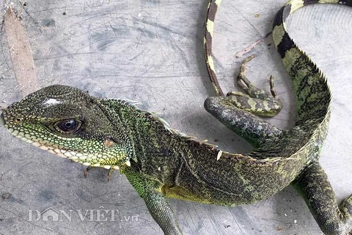 Khi trưởng thành, kỳ tôm có chiều dài từ 50-100cm, nhưng đuôi chiếm gần 2/3; với trọng lượng trung bình khoảng 0,6-1,0 kg/con. (Ảnh: Dân Việt)