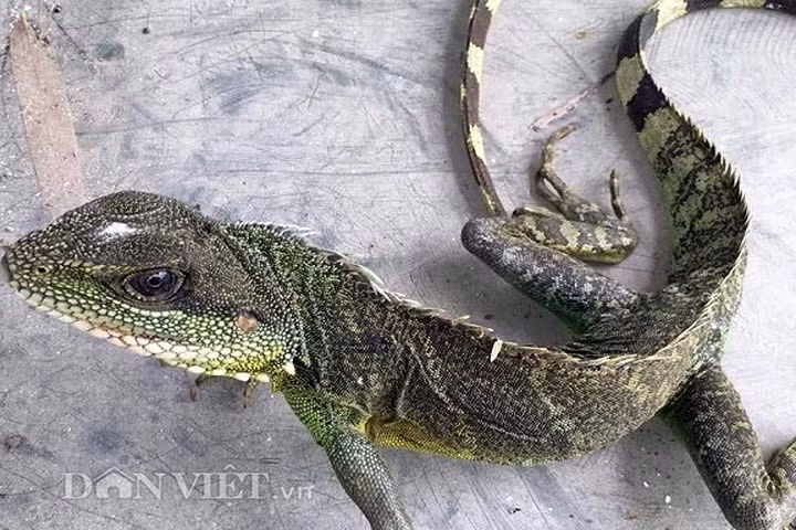 Khi trưởng thành, kỳ tôm có chiều dài từ 50-100cm, nhưng đuôi chiếm gần 2/3; với trọng lượng trung bình khoảng 0,6-1,0 kg/con. (Ảnh: Dân Việt)