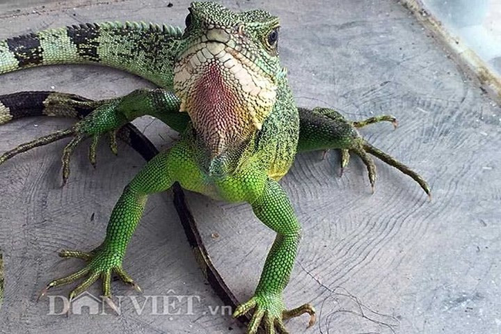 Kỳ tôm phơi nắng. (Ảnh: Dân Việt)