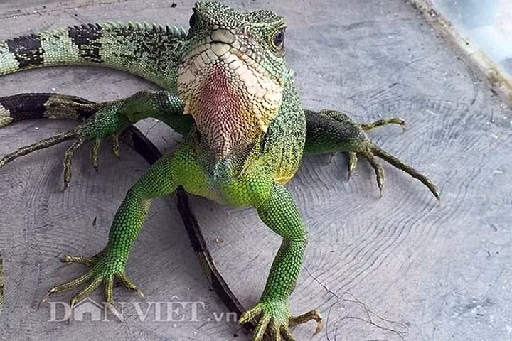 Kỳ tôm phơi nắng. (Ảnh: Dân Việt)