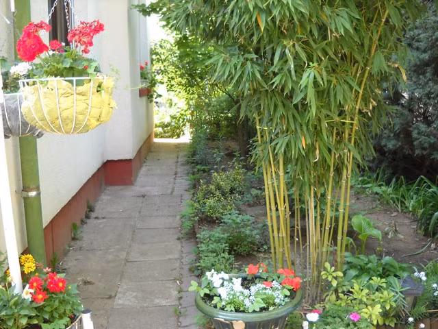 Top cay phong thuy trong truoc nha don tai loc, xua duoi ta khi