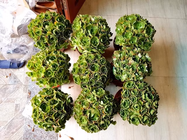 Sen đá hoa hồng xanh cần đủ ánh sáng để duy trì màu sắc và hình dáng của chúng. Vì vậy, bạn nên đặt chậu cây ở hướng nam kế cửa sổ để nhận đủ nắng cả ngày. Nếu để nơi ít nắng thì cứ cách khoảng 2 ngày bạn nên đem cây ra ngoài trời một lần, mỗi lần 4-5 tiếng để tránh tình trạng cây bị mềm ra và tàn úa.