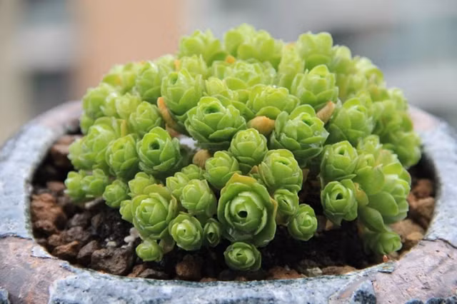 Chị Thùy Dung (Hà Nội) là một người yêu thích các loại cây cảnh chia sẻ: “Sen đá có nhiều loại nhưng sen đá hồng xanh có hình dáng đẹp, lạ mắt nên tôi đã đặt mua từ Đà Nẵng chuyển ra. Cũng tương tự các cây cùng loại họ sen đá khác, loài sen đá đặc biệt này không tốn nhiều thời gian và công chăm sóc.”