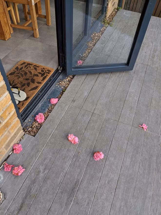 Rosei đã rất tò mò khi thấy những bông hoa trước sân nhà mình, song cô chưa thể tìm ra ai đã mang chúng đến.