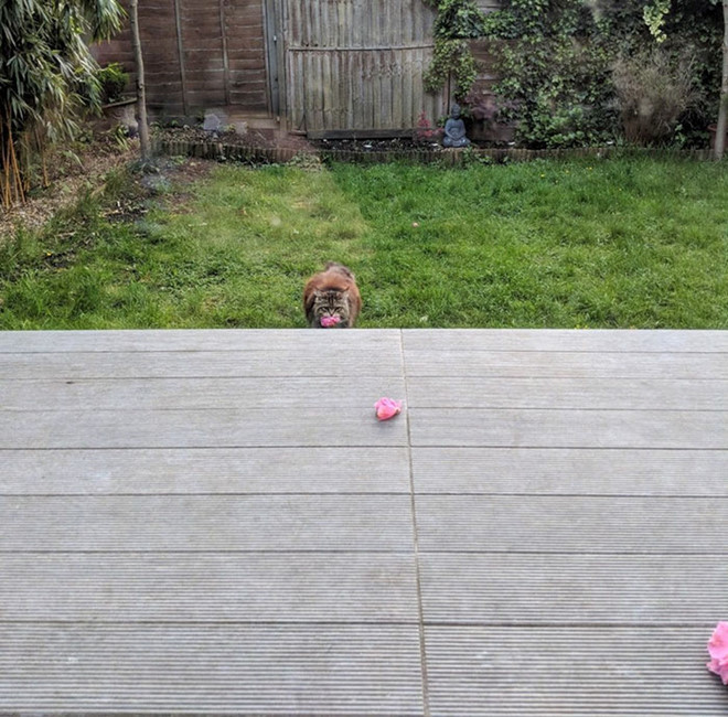 Chú mèo "ăn cắp" hoa từ vườn nhà mình để mang đến tặng cho hàng xóm mỗi ngày.