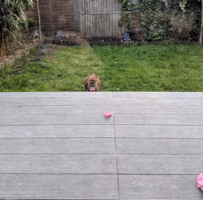 Chú mèo "ăn cắp" hoa từ vườn nhà mình để mang đến tặng cho hàng xóm mỗi ngày.