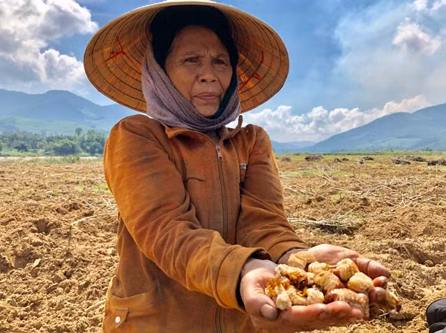 Chỉ tính mỗi ngày 40 người đi đào, với số lượng 2 kg/người/ngày, tương đương 80 kg sùng đất/ngày. Trong thời gian đào bắt kéo dài 2 tháng, số sùng đất mà người dân nơi đây bắt được 4800 kg. Với giá bán thấp nhất khoảng 200.000 đồng/kg, số tiền thu về từ sùng đất cho người dân trong vùng gần cả tỷ đồng.