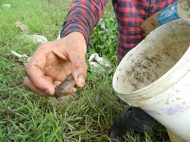 Từ việc săn, bẫy cáy từ các bẫy nhựa đơn giản trên mà các nông dân có thể kiếm cả triệu bạc mỗi ngày.