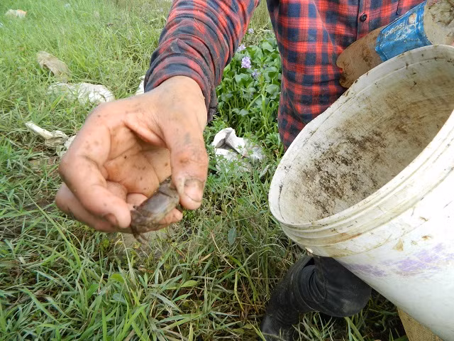Từ việc săn, bẫy cáy từ các bẫy nhựa đơn giản trên mà các nông dân có thể kiếm cả triệu bạc mỗi ngày.