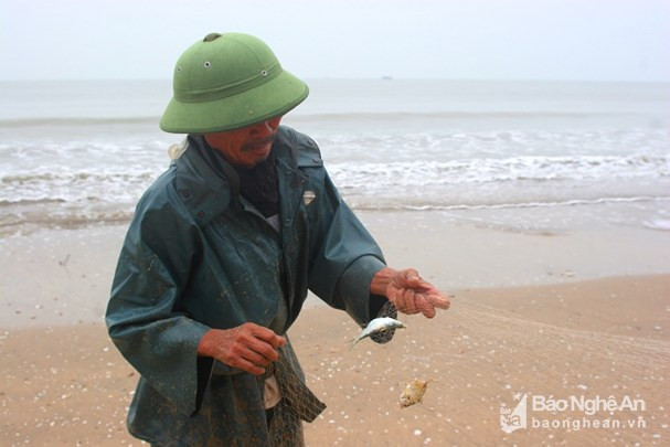 Ngư dân Hồ Văn Minh cho biết, nghề lưới rùng đánh bắt quanh năm, nhưng khi trời yên biển lặng mới kéo được. Nghề này có thể kéo được cá trích, cá hố, sứa và hiện giờ là cá ngảng, cá ghé. Nếu gặp may, một mẻ lưới rùng có thể kéo 3 - 5 tạ cá các loại, thu về hàng triệu đồng. Ảnh: Việt Hùng