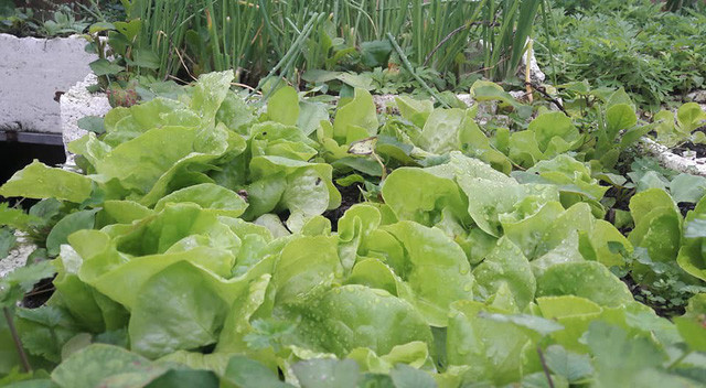 “Nhà mình trồng rau trên sân thượng cách đây gần 10 năm. Ban đầu cũng xuất phát từ việc mong muốn chăm lo cho sức khỏe của mọi người trong gia đình. Lúc đầu cũng chỉ trồng để thêm vào bữa ăn, mấy năm nay hầu như không phải mua rau ngoài chợ. Mùa nào thức nấy, đủ các loại rau xanh”, Chị Quế chia sẻ.