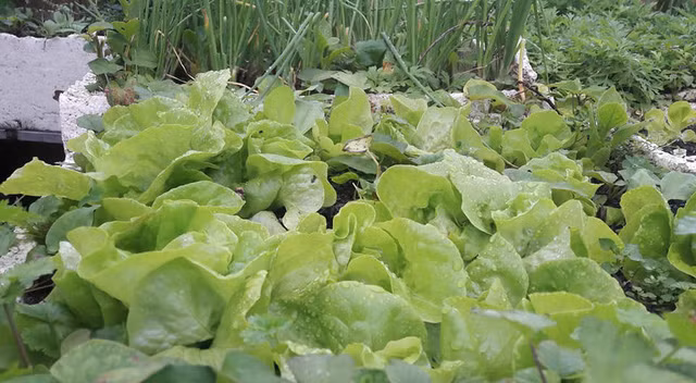 “Nhà mình trồng rau trên sân thượng cách đây gần 10 năm. Ban đầu cũng xuất phát từ việc mong muốn chăm lo cho sức khỏe của mọi người trong gia đình. Lúc đầu cũng chỉ trồng để thêm vào bữa ăn, mấy năm nay hầu như không phải mua rau ngoài chợ. Mùa nào thức nấy, đủ các loại rau xanh”, Chị Quế chia sẻ.