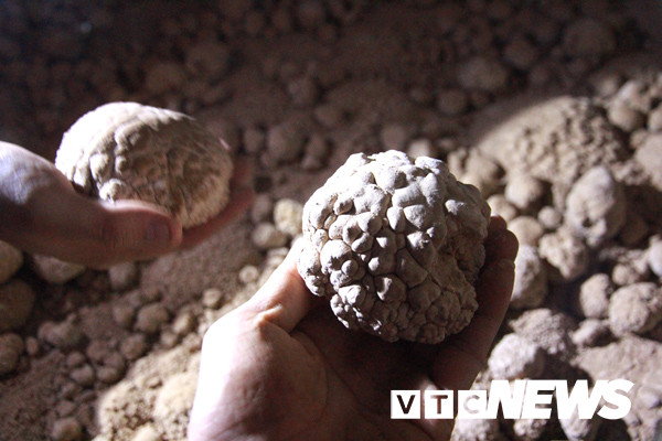 Những quả "na đá" kỳ lạ có nhiều trong hang.