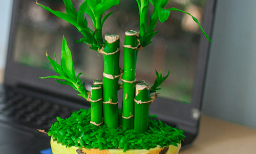 5 loai cay phong thuy dat trong nha de ruoc than tai