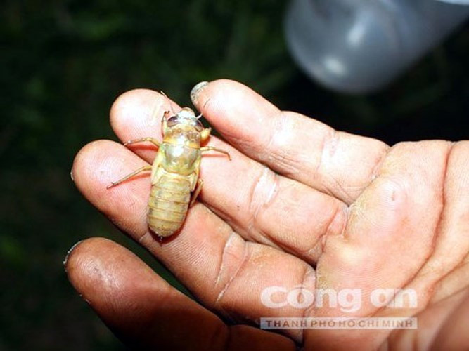 Khi mùa mưa đến ấu trùng ve từ dưới đất chui lên, leo lên gốc cây, ngọn cỏ để lột xác bắt đầu cho một vòng đời mới. (Ảnh: Báo Công an TP HCM)
