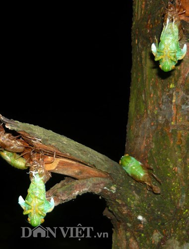 Ve sữa được xem như là một đặc sản quý hiếm. (Ảnh: Báo Dân Việt)