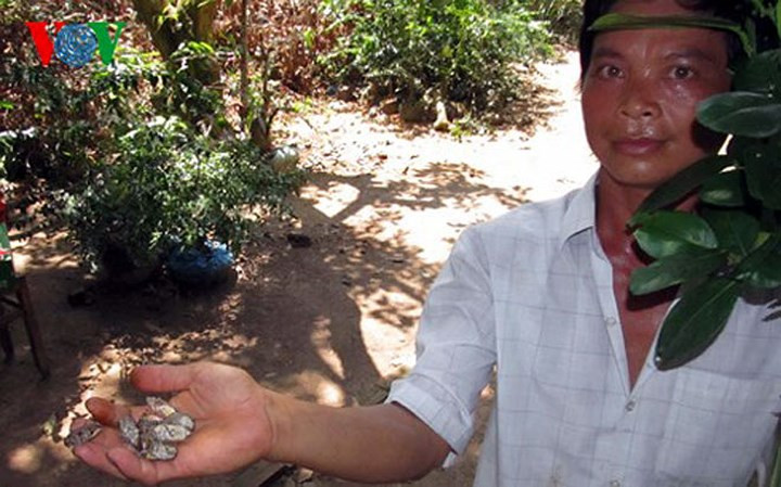 Nếu để ve sữa trưởng thành ngoài tiếng kêu khó chịu còn gây hại trên cây trồng cạn, chủ yếu trên cây công nghiệp.