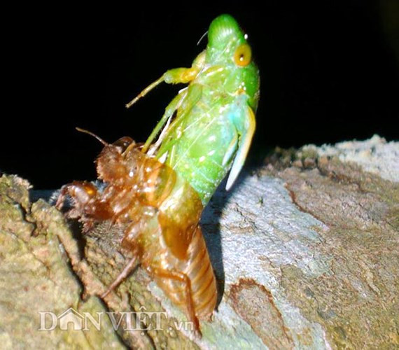 Ve sữa có 3 thời điểm lột xác trong đêm, từ 7-8 giờ, từ 9-10 giờ và từ 1-2 giờ sáng. Nên để bắt được ve sữa ngon nhất, người dân phải canh đúng thời gian. (Ảnh: Báo Dân Việt)