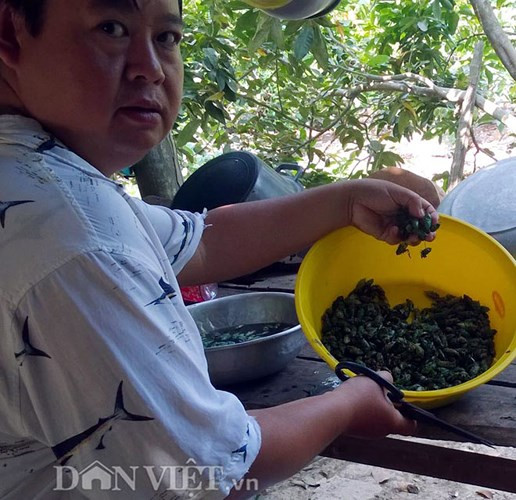 Ve sữa bắt được ngâm vào nước ấm pha muối để tách sạch chất mủ cây, ngắt bỏ cánh rồi nêm gia vị và chế biến món ăn (Ảnh: Báo Dân Việt)