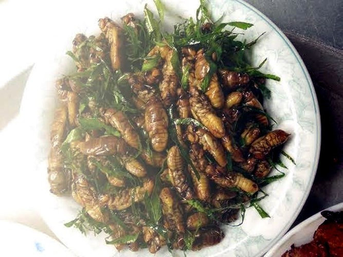 Ve sữa được chế biến thành rất nhiều món khoái khẩu, từ rang lá chanh đến tẩm bột chiên xù, thậm chí có thể làm món cháo ve. (Ảnh: Vietnamnet)./.