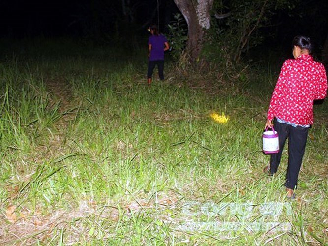 Địa điểm bắt ve sữa thường là những gốc cây cổ thụ hoặc những khu đất tơi xốp có cỏ mọc. (Ảnh: Báo Công an TP HCM)