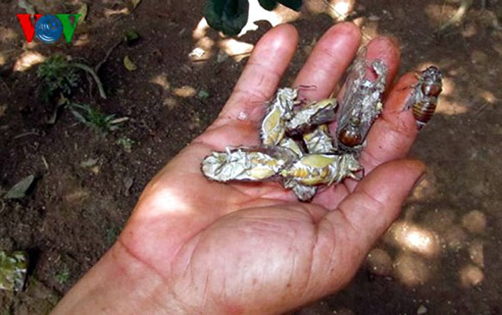 Và tất nhiên khi ve trưởng thành, việc trừ diệt sẽ rất khó khăn.