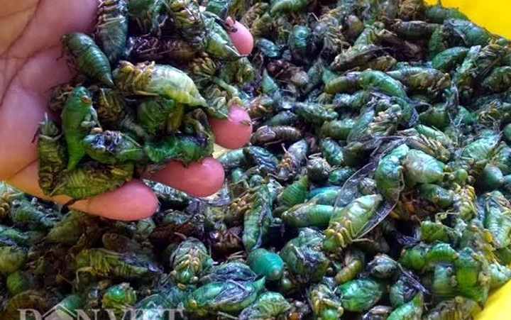 Do đó, bắt ve khi mới lột xác vừa dễ dàng lại được số lượng lớn. (Ảnh: Vietnamnet)