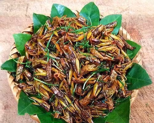 Đặc sản châu chấu rang lá chanh là món ăn có hương vị đậm đà khó cưỡng, cuốn hút du khách Đặc sản châu chấu rang lá chanh là món ăn có hương vị đậm đà khó cưỡng, cuốn hút du khách