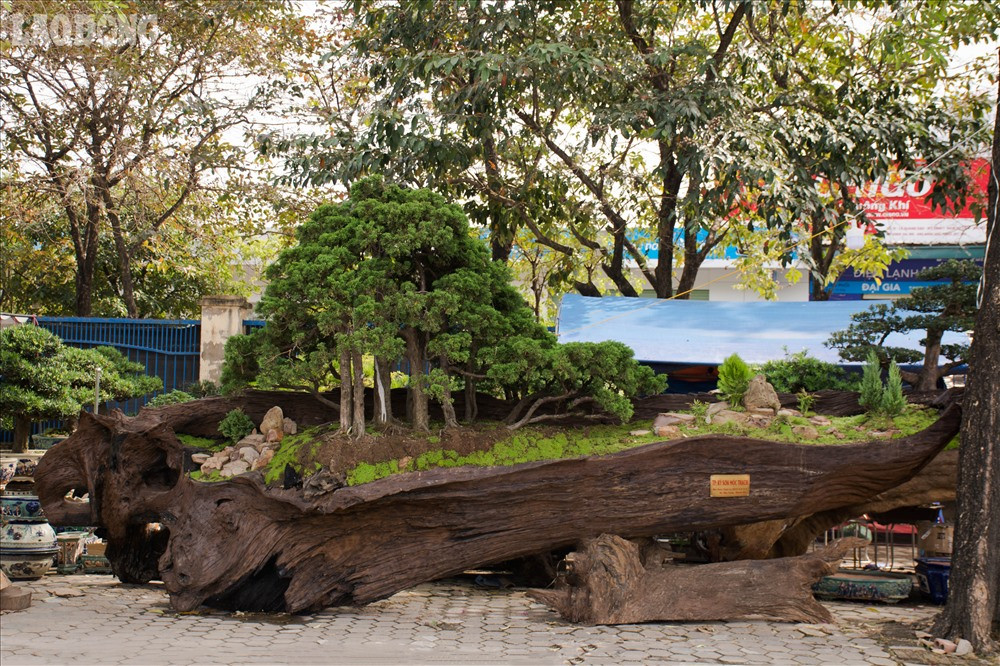 Được biết “Kỳ sơn mộc thạch” nặng gần 2,6 tấn và được chủ nhân định giá vào khoảng 700 triệu.