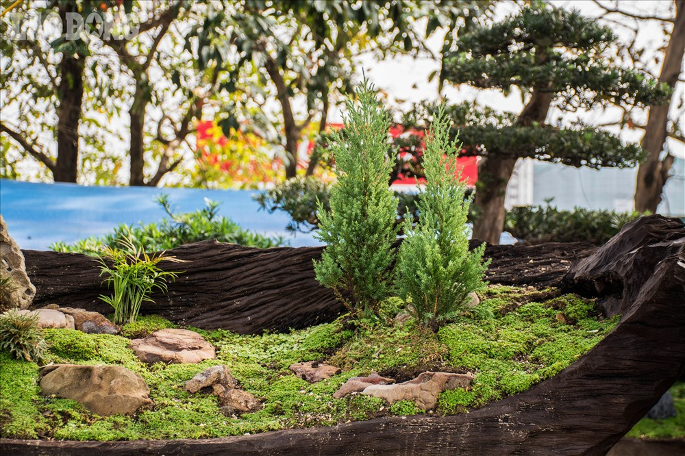 Bên trong thân cây được lót một lớp đất ẩm, phía bên trên trải thảm cỏ trang trí. Điểm độc đáo của tác phẩm này là phần thân gỗ lũa với hình dáng, đường nét tự nhiên tạo ra những đường cong mềm mại, đẹp tự nhiên.