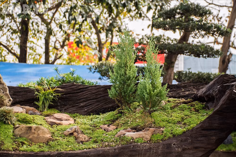 Bên trong thân cây được lót một lớp đất ẩm, phía bên trên trải thảm cỏ trang trí. Điểm độc đáo của tác phẩm này là phần thân gỗ lũa với hình dáng, đường nét tự nhiên tạo ra những đường cong mềm mại, đẹp tự nhiên.