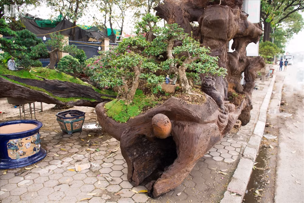 Tác phẩm “Tứ linh” được anh Thịnh trồng hàng cây bonsai Nhất Chi Mai trên phần gốc cây Sao nặng gần 2 tấn.