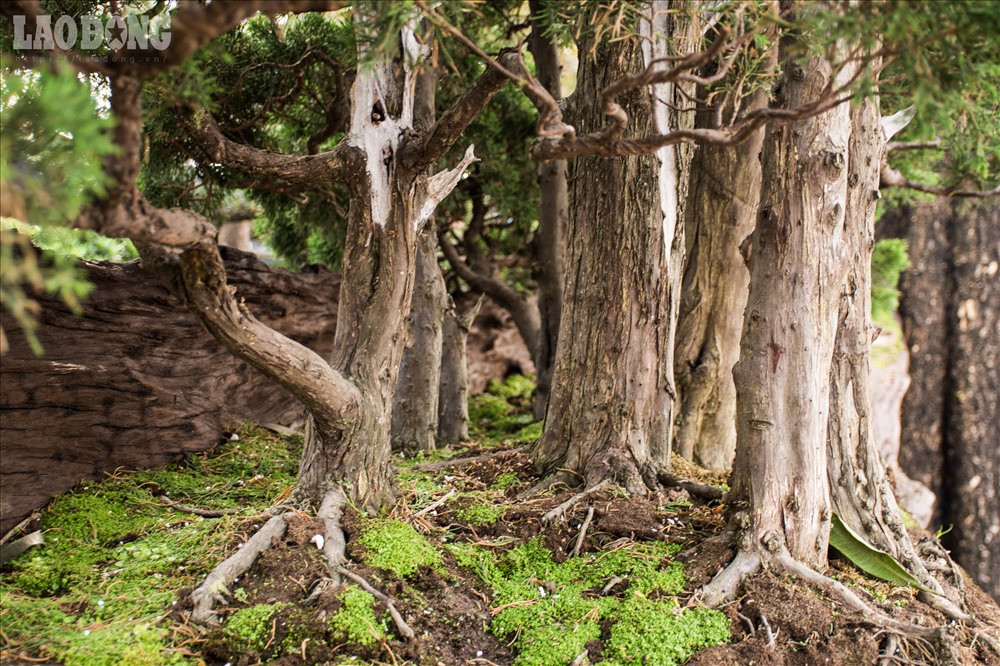 Anh Lê Tiến Thịnh (SN 1985), chủ nhà vườn Thịnh Lê đến từ Nha Trang yêu thích cây cảnh và dành khá nhiều thời gian và tâm huyết trồng cây cảnh trên thân và gốc cây Sao cổ thụ có tuổi đời hàng trăm năm.