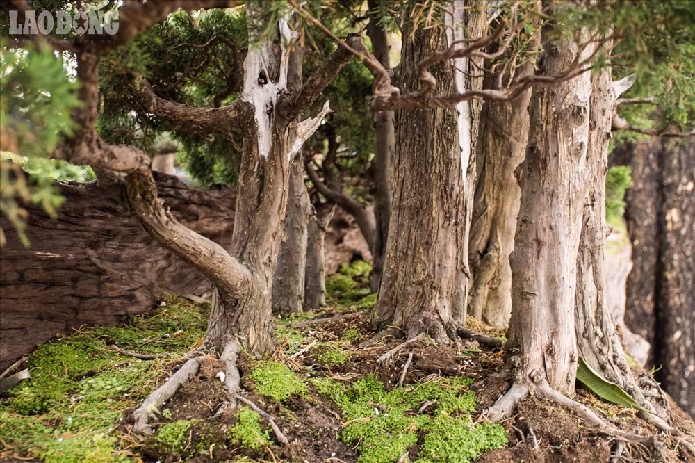 Anh Lê Tiến Thịnh (SN 1985), chủ nhà vườn Thịnh Lê đến từ Nha Trang yêu thích cây cảnh và dành khá nhiều thời gian và tâm huyết trồng cây cảnh trên thân và gốc cây Sao cổ thụ có tuổi đời hàng trăm năm.