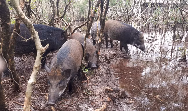Phần lớn diện tích này trong quy hoạch của mỏ sắt, hoang hóa nhiều năm liền, đất đai toàn mọc lên cây cỏ dại. Ông Lương cho biết, ban đầu đưa giống lợn về thả nhiều người đã chê cười và cho rằng việc đầu tư chăn nuôi này là gàn dở.