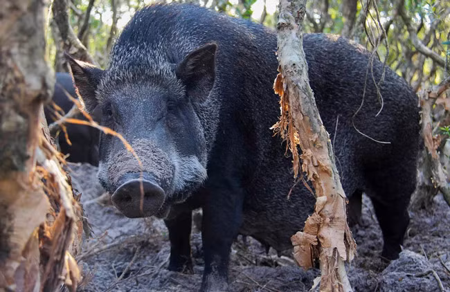 Ông Lương xây dựng chỗ ngủ cho lợn khi đêm xuống.