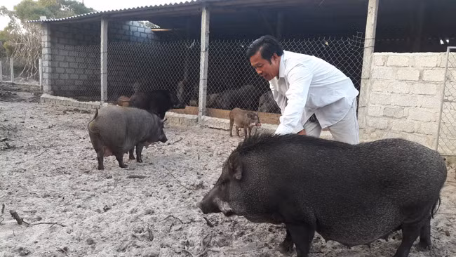 Việc đưa giống lợn rừng về nuôi ở đây không những là cách chăn nuôi mới để phát triển kinh tế mà theo ông Lương thì mục đích của việc chăn nuôi này còn để bảo vệ nguồn Gen của động vật hoang dã ở Hà Tĩnh đang ngày bị cạn kiệt.”, ông Lương cho hay.