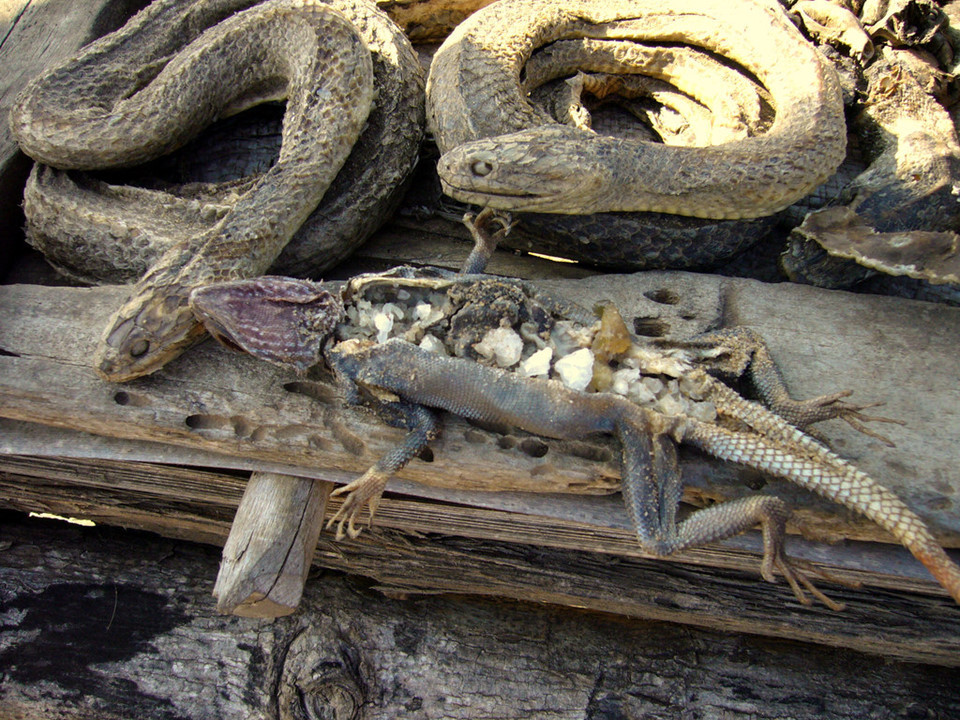 Thầy mo và người dân địa phương tin rằng cuộc sống bắt đầu từ những nguyên tố tự nhiên như nước, lửa và không khí. Do đó, nếu bị bệnh và không còn hy vọng ở bệnh viện, họ tìm đến tà thuật với niềm tin được chữa khỏi. Vì vậy, chợ Akodessewa Fetish còn nổi tiếng là chợ chữa bách bệnh.